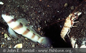 Amblyeleotris steinitzi
