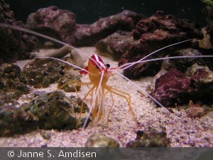 Lysmata amboinensis