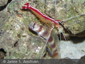 Lysmata amboinensis pudser en gobi (Amblyeleotris latifasciata)
