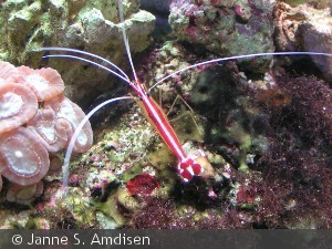 Lysmata amboinensis