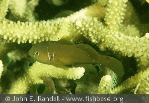 Gobiodon citrinus