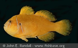 Gobiodon citrinus