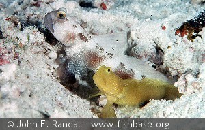 Cryptocentrus fasciatus, par bestående af én af hver farvevariant.