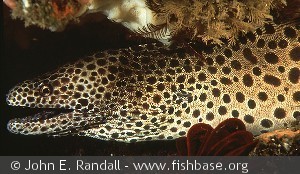 Gymnothorax favagineus