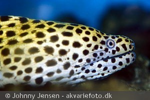 Gymnothorax favagineus