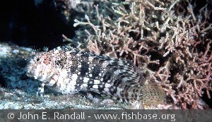 Salarias fasciatus
