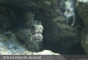 Salarias fasciatus