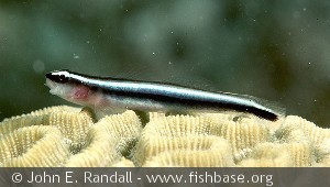 Elacatinus oceanops