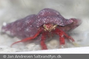 Paguristes cadenati