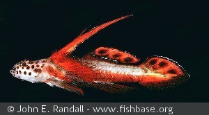Discordipinna griessingeri