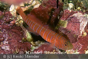 Lythrypnus zebra