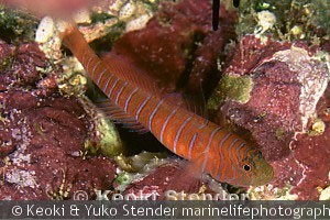 Lythrypnus zebra