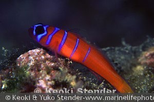 Lythrypnus dalli