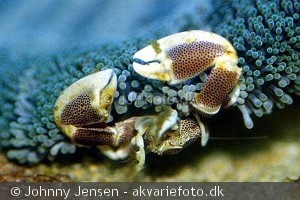 Neopetrolisthes maculata