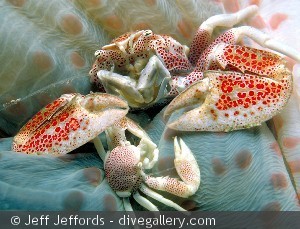 To Neopetrolisthes sp., muligvis N. maculata