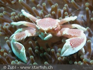 Neopetrolisthes maculata
