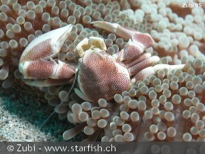 Neopetrolisthes maculata