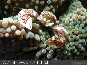 Neopetrolisthes maculata