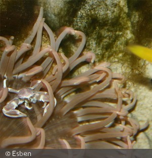 Neopetrolisthes maculata