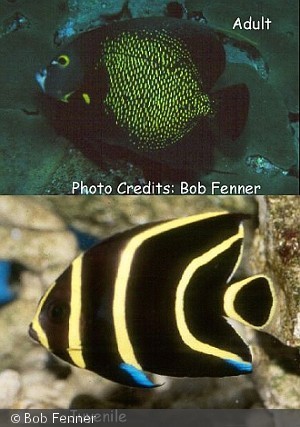 Pomacanthus paru