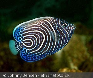 Pomacanthus imperator, ungfisk