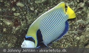 Pomacanthus imperator, fuldvoksen