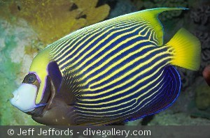 Pomacanthus imperator, fuldvoksen
