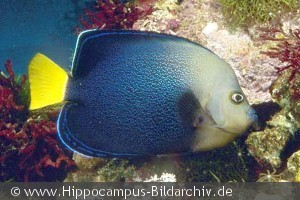 Chaetodontoplus caeruleopunctatus