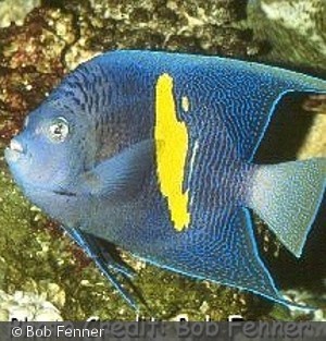 Pomacanthus maculosus