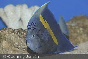 Pomacanthus maculosus, voksen