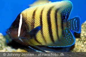 Pomacanthus sexstriatus