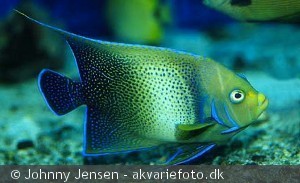 Pomacanthus semicirculatus - Fuldvoksen