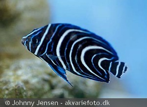 Pomacanthus semicirculatus - Ungfisk