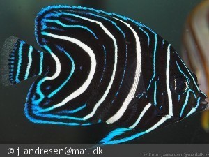 Pomacanthus semicirculatus