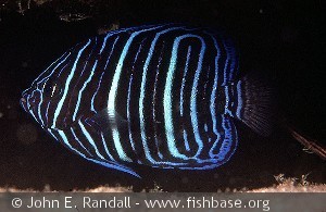 Pomacanthus rhomboides - Ungfisk
