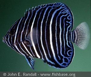 Pomacanthus rhomboides - Ungfisk