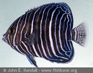 Pomacanthus rhomboides - Ungfisk