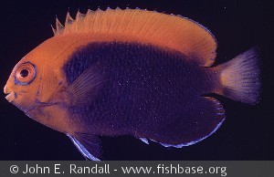 Centropyge acanthops