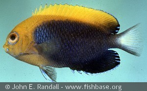 Centropyge acanthops