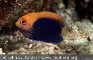Centropyge acanthops - Ungfisk