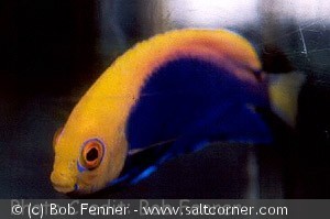 Centropyge acanthops