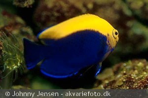centropyge_aurantonotus