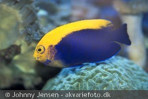 centropyge_aurantonotus