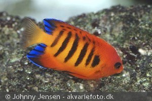 Centropyge loriculus