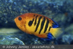 Centropyge loriculus
