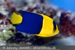 Centropyge bicolor