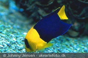 Centropyge bicolor