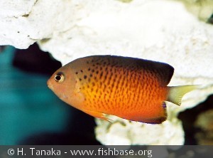 Centropyge ferrugatus