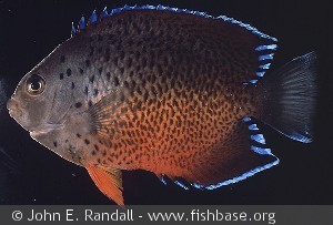 Centropyge ferrugatus