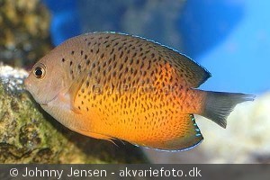 Centropyge ferrugatus